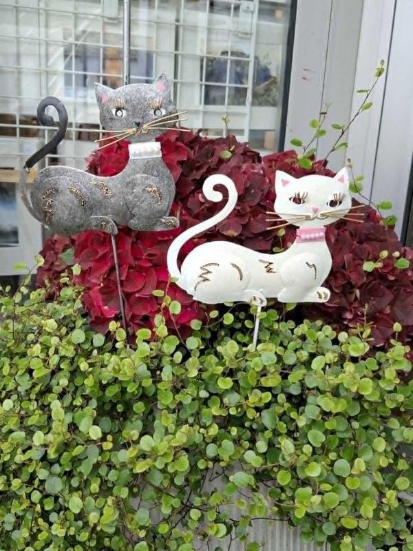  Hagestang, Kitty katt